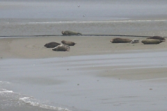 Zeehonden Waddenzee